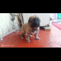 Caucasian Shepherd Dog