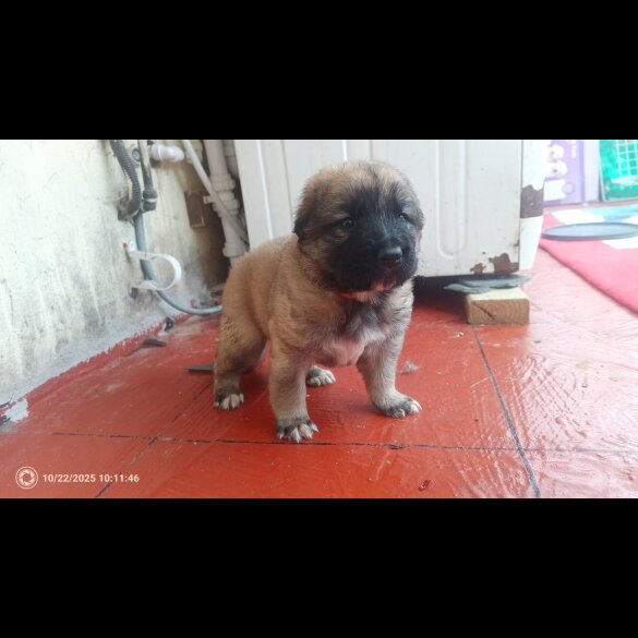 Caucasian Shepherd Dog