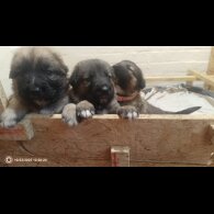 Caucasian Shepherd Dog