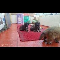 Caucasian Shepherd Dog