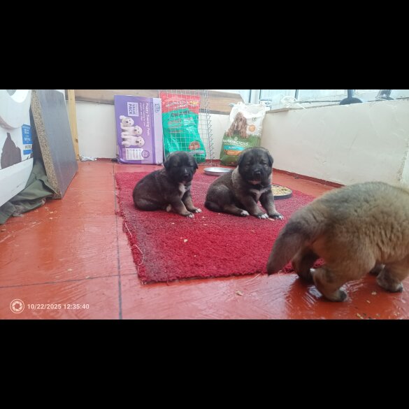 Caucasian Shepherd Dog