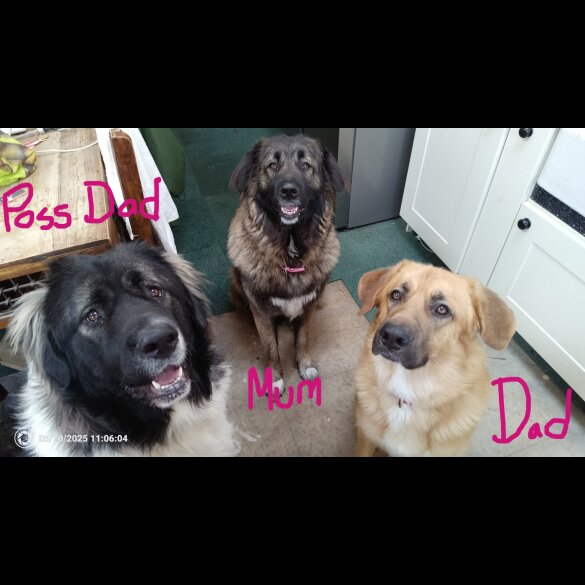 Caucasian Shepherd Dog