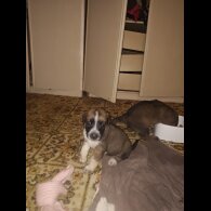 Caucasian Shepherd Dog