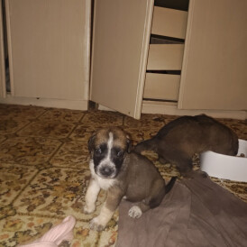 Caucasian Shepherd Dog