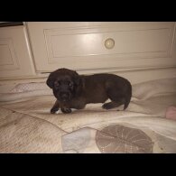 Caucasian Shepherd Dog