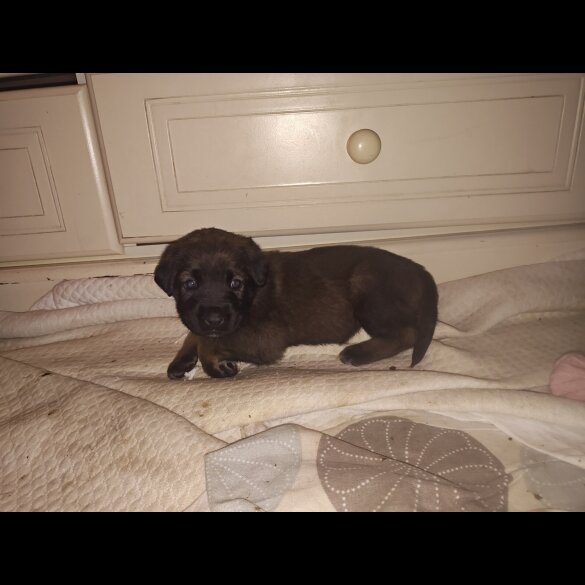 Caucasian Shepherd Dog