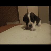 Caucasian Shepherd Dog