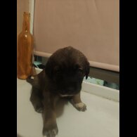 Caucasian Shepherd Dog