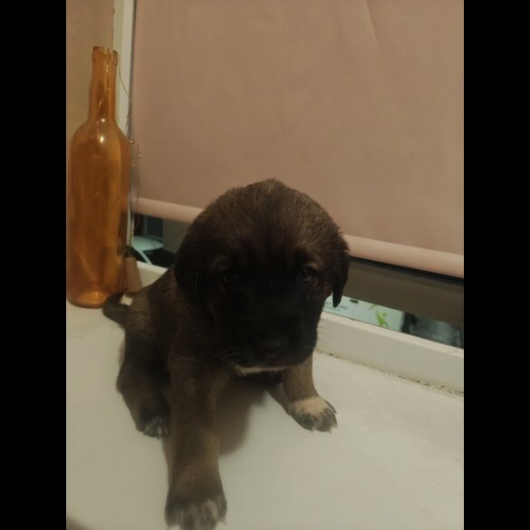 Caucasian Shepherd Dog