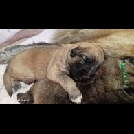 Caucasian Shepherd Dog