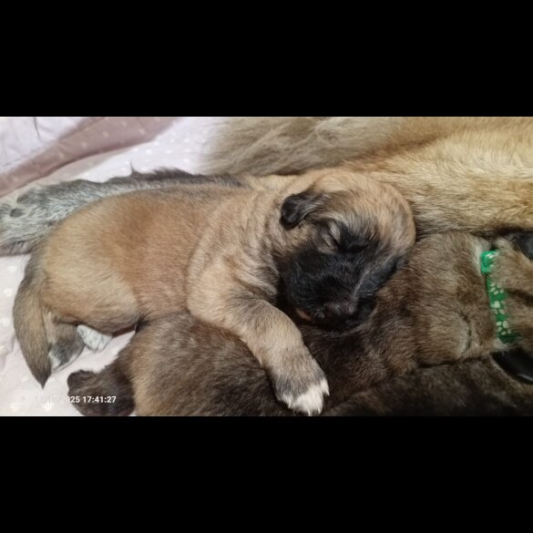 Caucasian Shepherd Dog