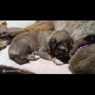 Caucasian Shepherd Dog