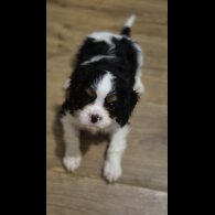 Cavalier King Charles Spaniel