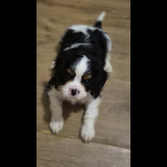 Cavalier King Charles Spaniel