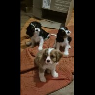 Cavalier King Charles Spaniel