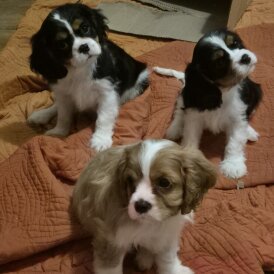 Cavalier King Charles Spaniel