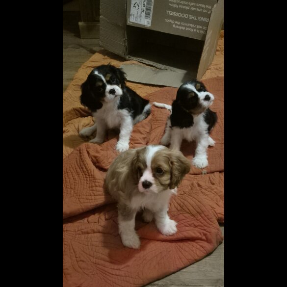 Cavalier King Charles Spaniel