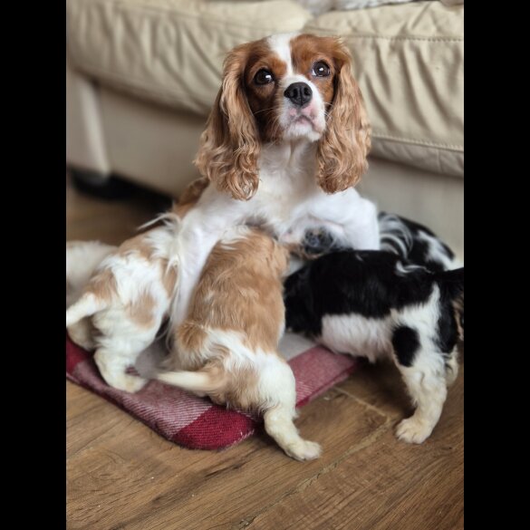 Cavalier King Charles Spaniel