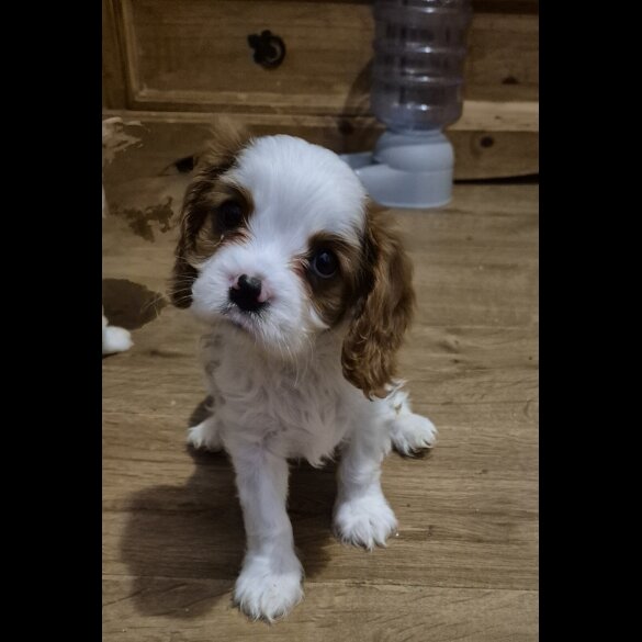 Cavalier King Charles Spaniel
