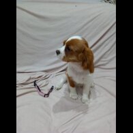 Cavalier King Charles Spaniel