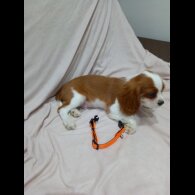 Cavalier King Charles Spaniel