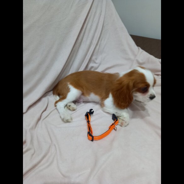 Cavalier King Charles Spaniel
