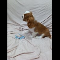 Cavalier King Charles Spaniel