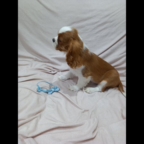 Cavalier King Charles Spaniel