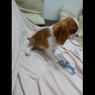 Cavalier King Charles Spaniel