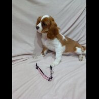 Cavalier King Charles Spaniel
