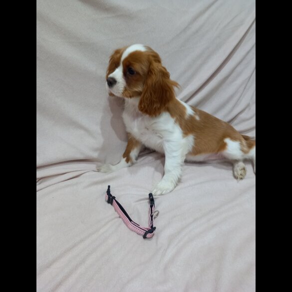 Cavalier King Charles Spaniel