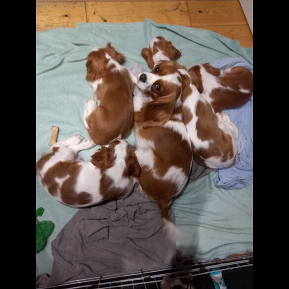 Cavalier King Charles Spaniel