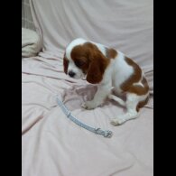 Cavalier King Charles Spaniel