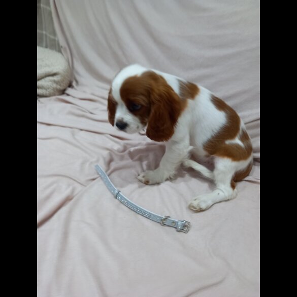 Cavalier King Charles Spaniel