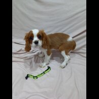 Cavalier King Charles Spaniel
