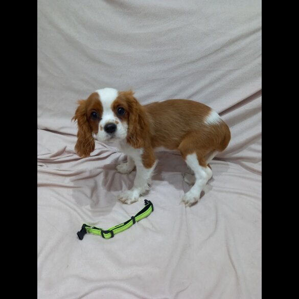 Cavalier King Charles Spaniel