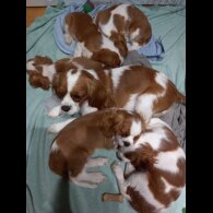 Cavalier King Charles Spaniel