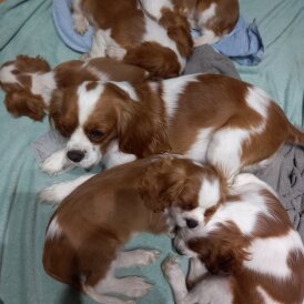 Cavalier King Charles Spaniel