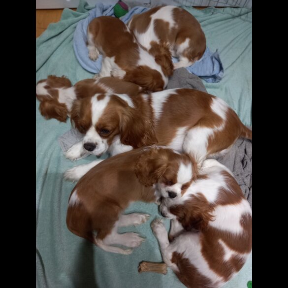 Cavalier King Charles Spaniel