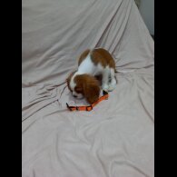 Cavalier King Charles Spaniel