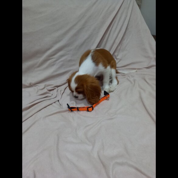 Cavalier King Charles Spaniel