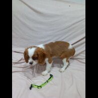 Cavalier King Charles Spaniel