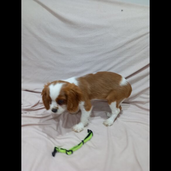 Cavalier King Charles Spaniel
