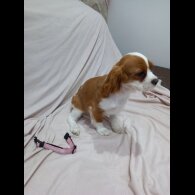 Cavalier King Charles Spaniel