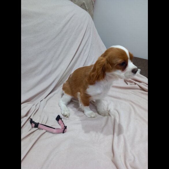 Cavalier King Charles Spaniel