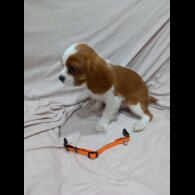 Cavalier King Charles Spaniel
