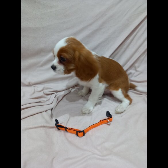 Cavalier King Charles Spaniel
