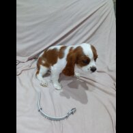 Cavalier King Charles Spaniel