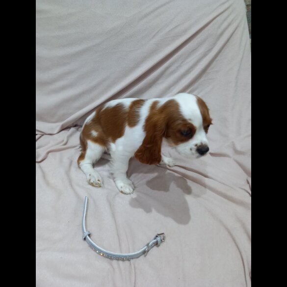 Cavalier King Charles Spaniel