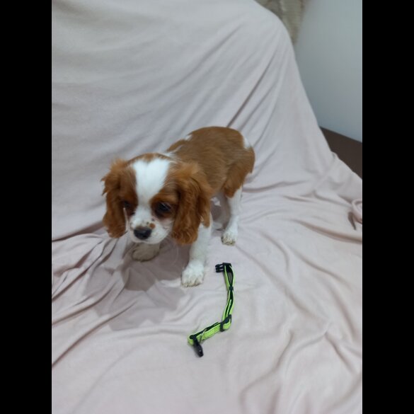 Cavalier King Charles Spaniel